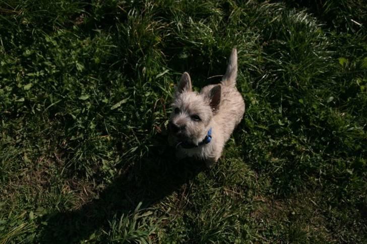 Cairn terrier Mika - Kommer der snart en godbid billede 5