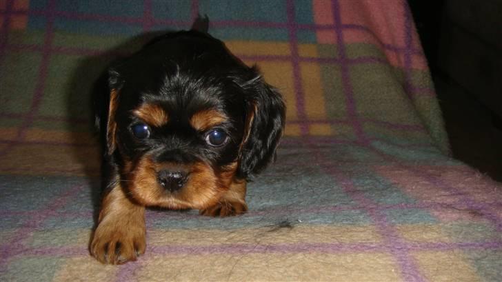 Cavalier king charles spaniel Fraja - Freja kun 6 uger gammel  billede 1