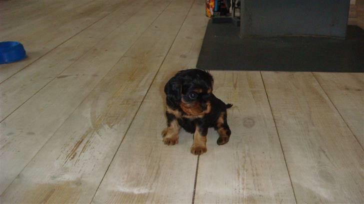 Cavalier king charles spaniel Fraja - kan da godt sidde pænt billede 2