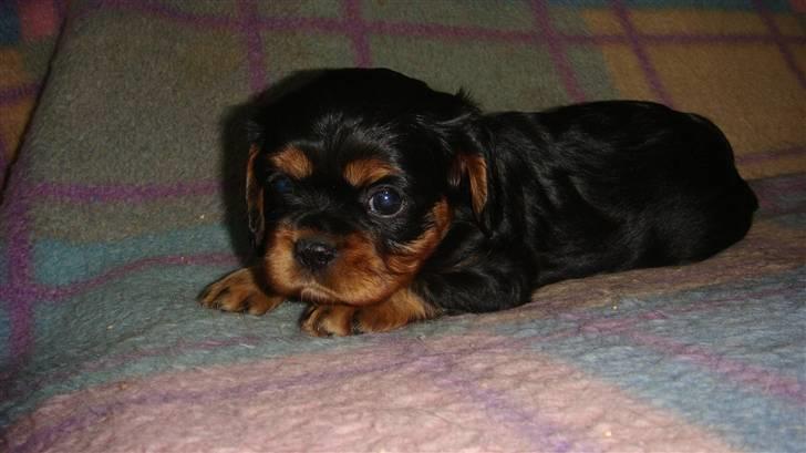 Cavalier king charles spaniel Fraja - dejlige lille freja billede 3