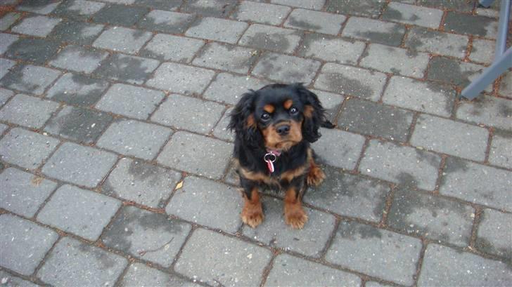 Cavalier king charles spaniel Fraja - elsker at være ude  billede 4
