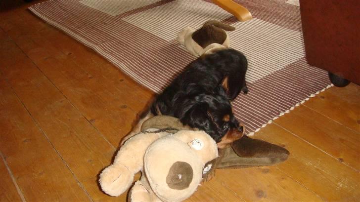 Cavalier king charles spaniel Fraja - det er da en sjov en kan da lige tage en lur. billede 5