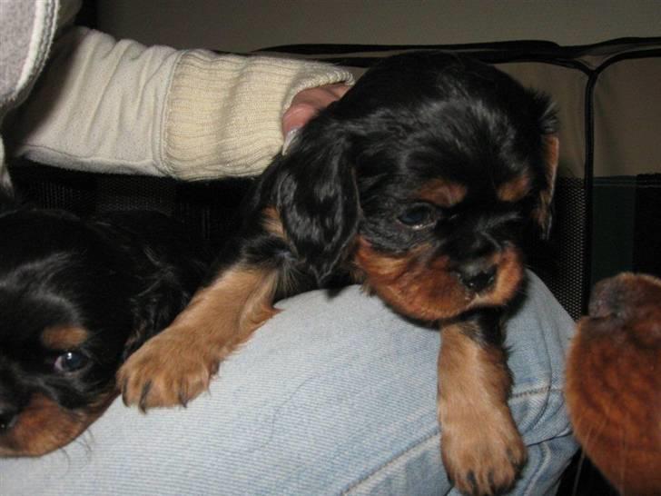 Cavalier king charles spaniel Fraja - ligge bare godt her billede 6
