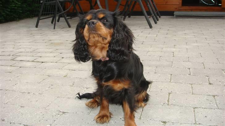 Cavalier king charles spaniel Fraja - Freja er nu ca. 1år en dejlig pige ..og rigtig nusser.. billede 7