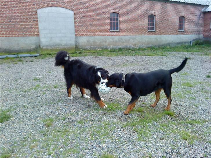 Rottweiler Heitah`s Naomi - Naomi og Bonus leger;) billede 2