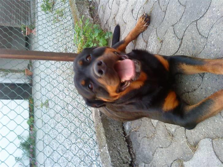Rottweiler Heitah`s Naomi - Jeg er da for lækker;) billede 3