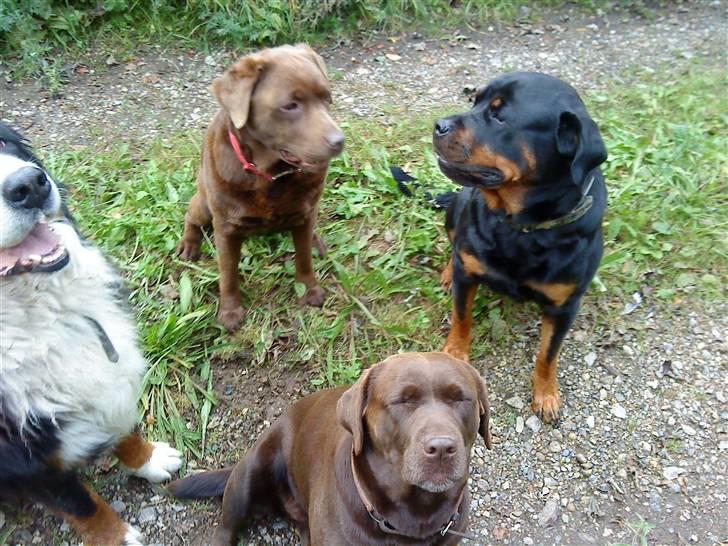 Rottweiler Heitah`s Naomi - Naomi og hendes nye venner billede 4