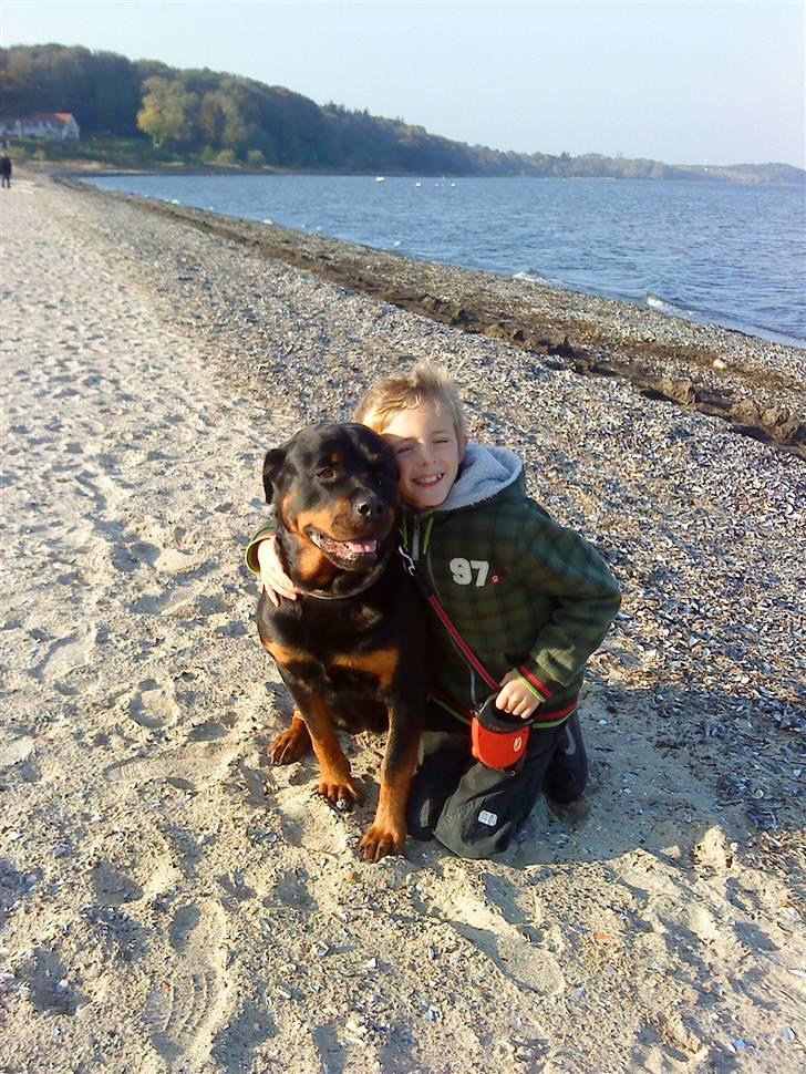 Rottweiler Heitah`s Naomi - Naomi og Jonas en dejlig dag ved stranden billede 5