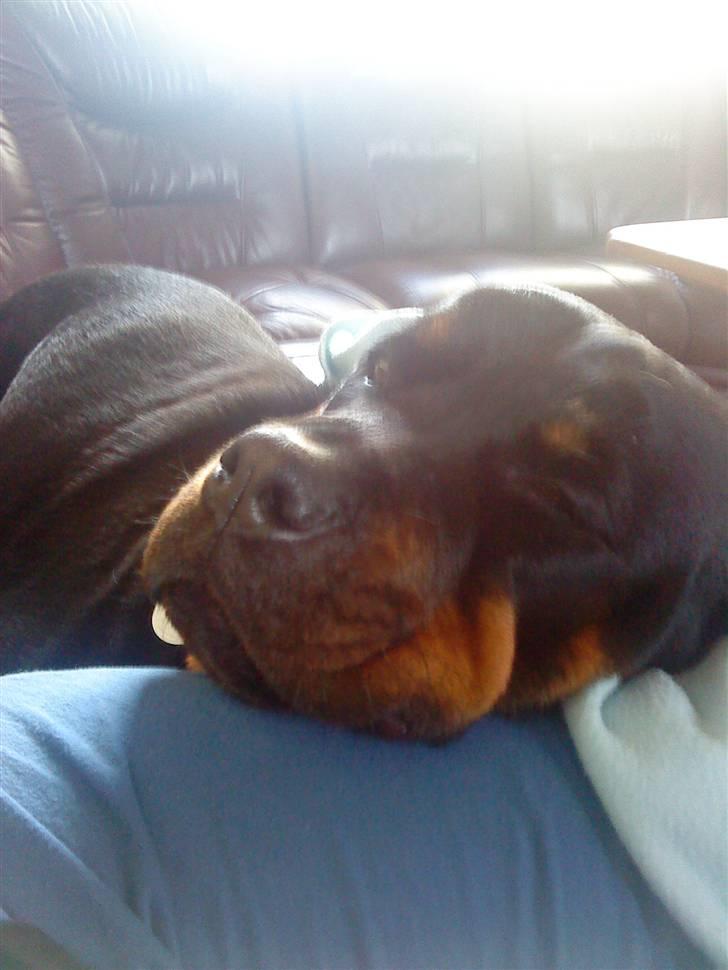 Rottweiler Heitah`s Naomi - ÅHH jeg elsker at putte;) billede 6