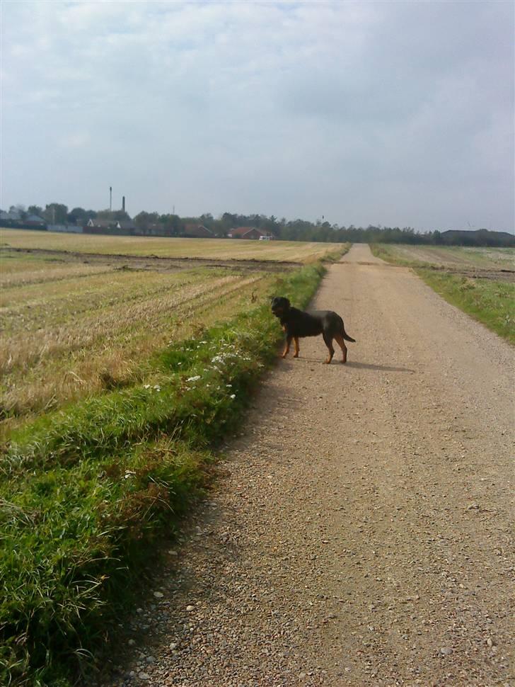 Rottweiler Heitah`s Naomi billede 7