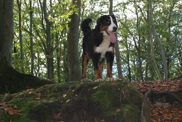 Berner sennenhund Bertha billede 15