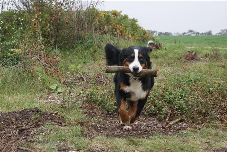 Berner sennenhund Bertha - jeg kan hente pind! billede 16