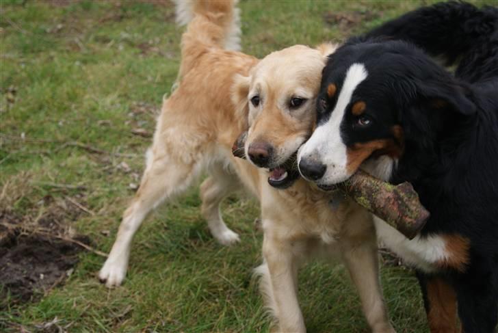 Berner sennenhund Bertha - One´aby er min gode lege kammerat hun elsker også at hente tingtil mor og vi kan blive helt uenge om hvem der skal aflevere billede 17