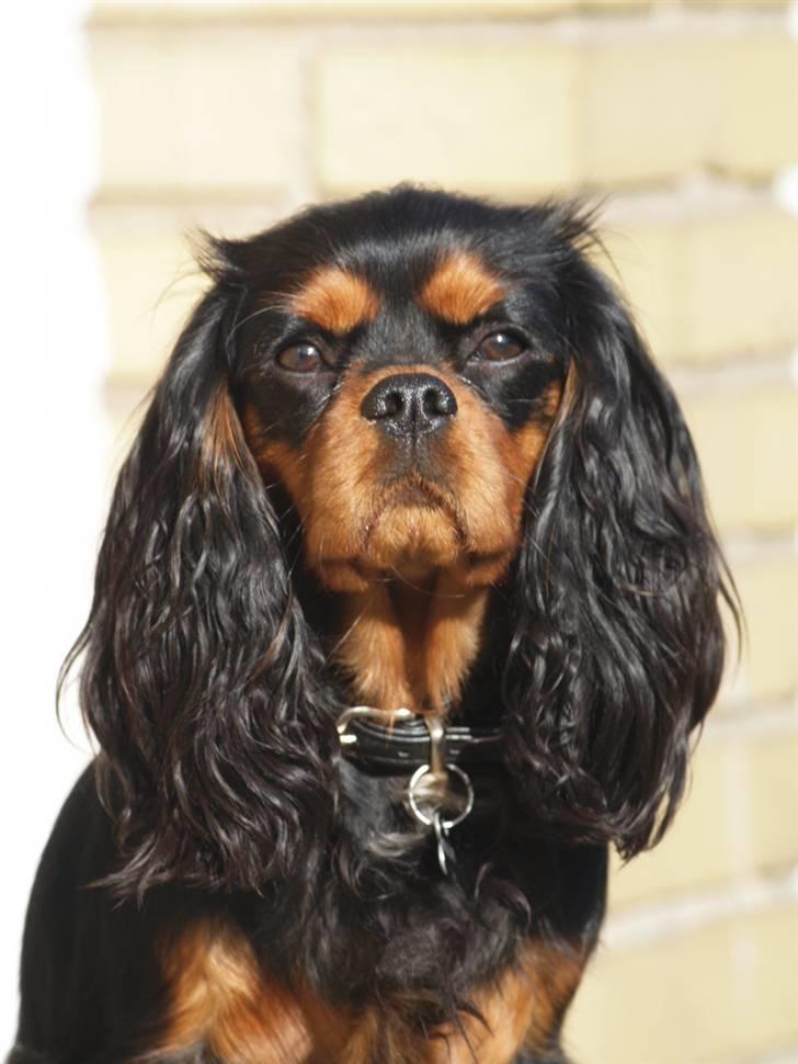 Cavalier king charles spaniel Cavalier Vittrups Fanny "Malou" - 11 mdr billede 1