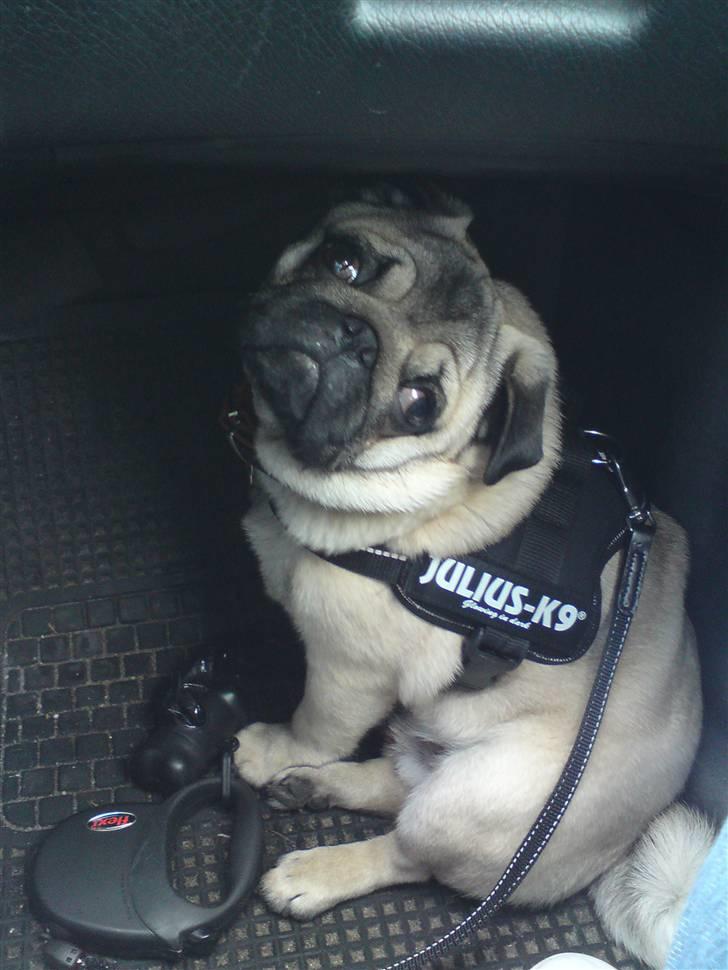 Mops Noah - Velkommen til Noahs profil - "Jeg er god til at køre bil" billede 1