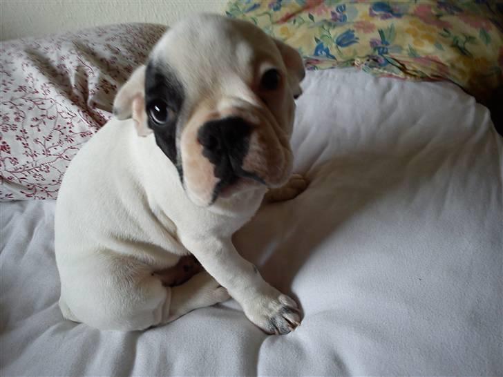 Fransk bulldog Balder - Den dag jeg hentet min lille guld klump billede 11