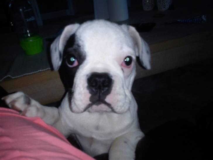 Fransk bulldog Balder billede 12