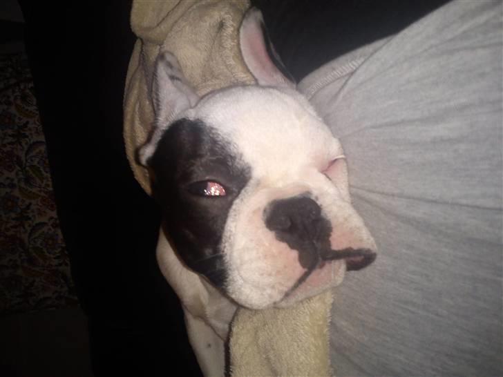 Fransk bulldog Balder billede 13