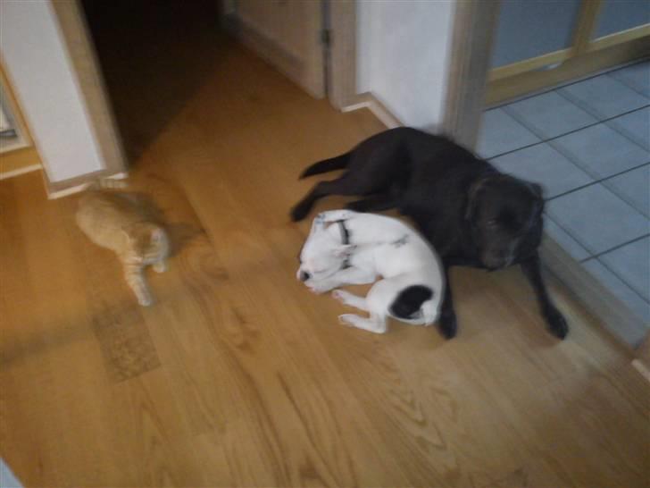 Fransk bulldog Balder - Balder´s bedste venner :) billede 14