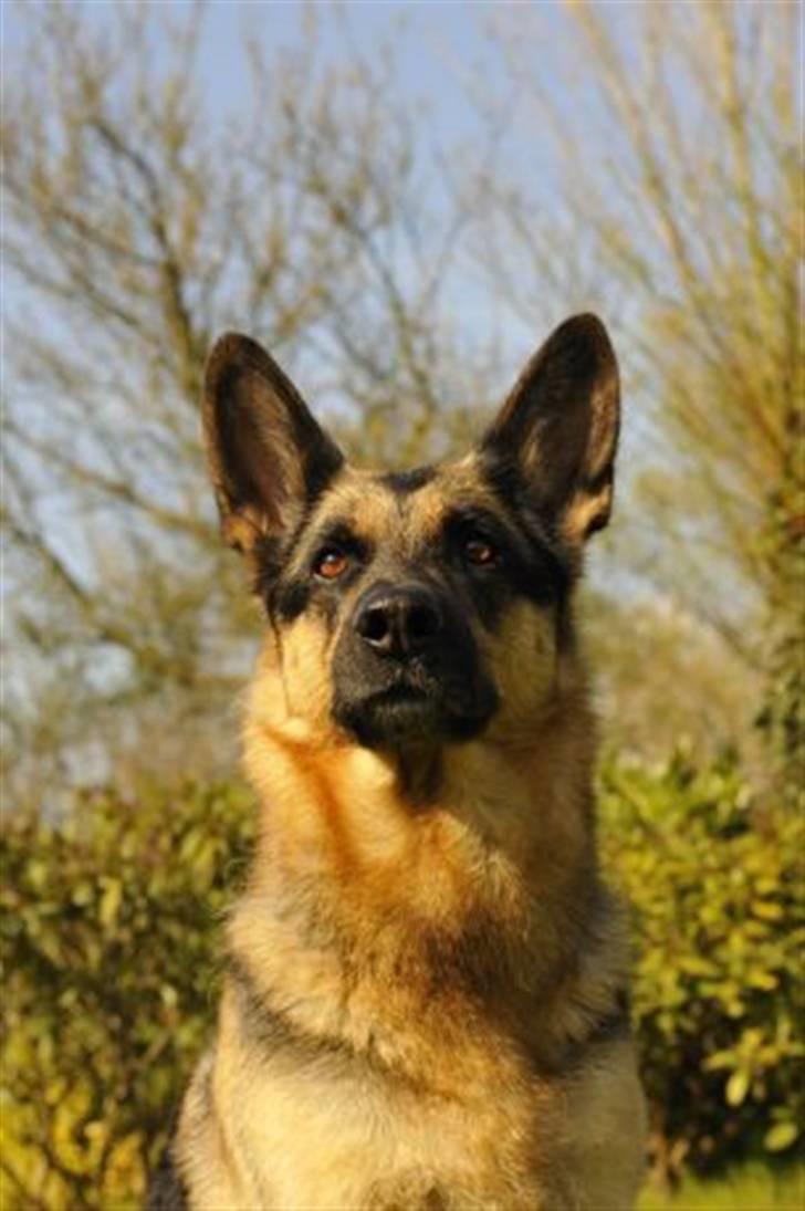 Schæferhund Sacha - Smukke Sacha, altid med et glimt i øjet billede 1