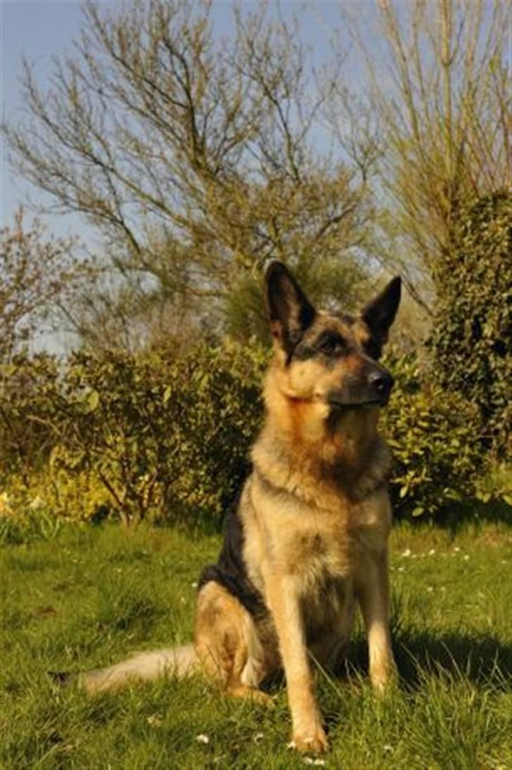 Schæferhund Sacha - Sacha holder styr på flokken :o) billede 2