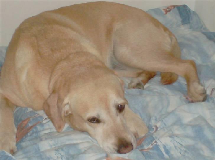 Labrador retriever Formel 1 | Zenta - Jeg elsker dig så højt min skath...<3 billede 2