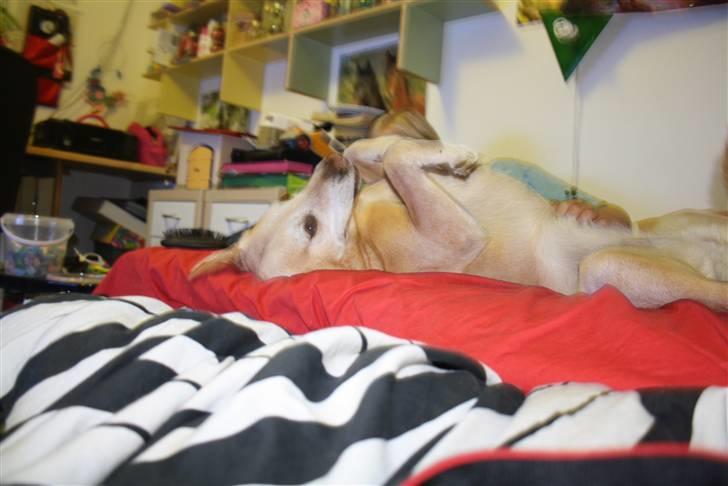 Labrador retriever Formel 1 | Zenta - Duh er så dejlig magelig<3 billede 3