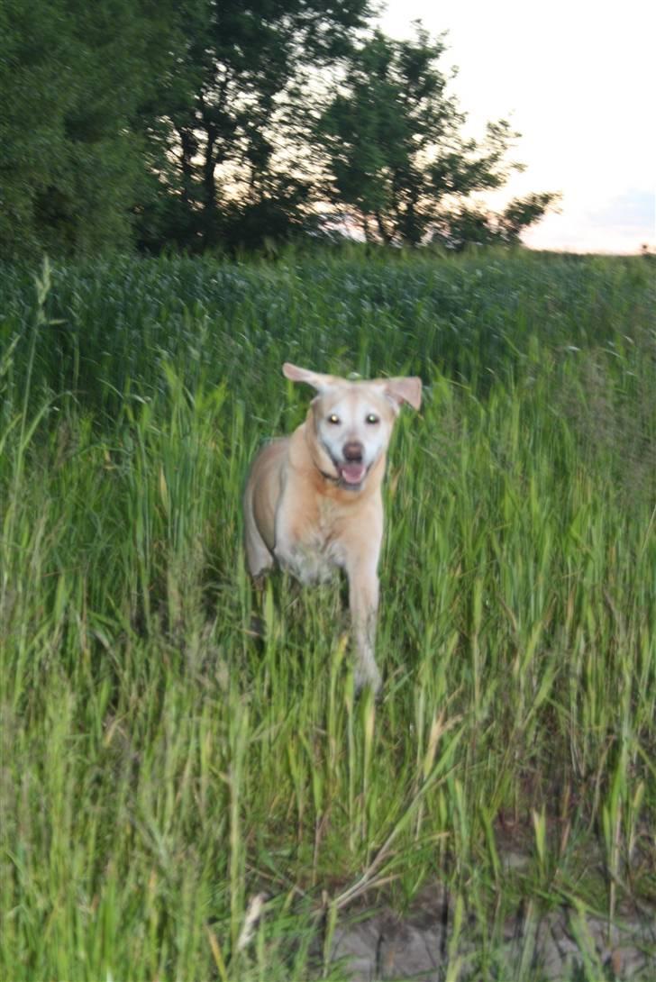 Labrador retriever Formel 1 | Zenta - Duh er fuld af krudt & sådan skal det bare være<3 billede 5
