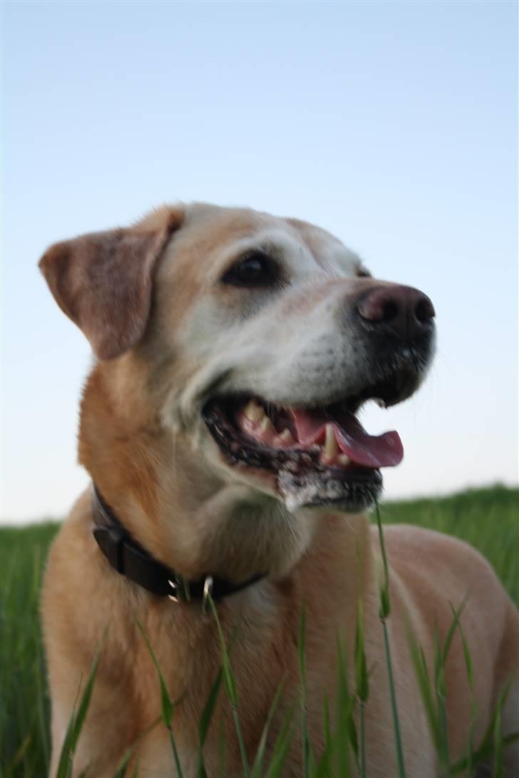 Labrador retriever Formel 1 | Zenta - Duh er så vidunderlig! billede 6