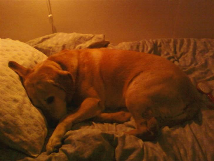 Labrador retriever Formel 1 | Zenta - Elsker bare det har billede, fordi duh er på skath<3 billede 8