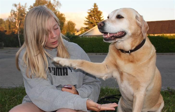 Labrador retriever Formel 1 | Zenta - Er så stolt af alle de ting duh kan miinskat<3 billede 9