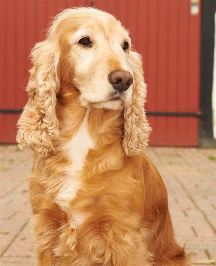 Cocker spaniel Janus - Janus oktober 2010 billede 1