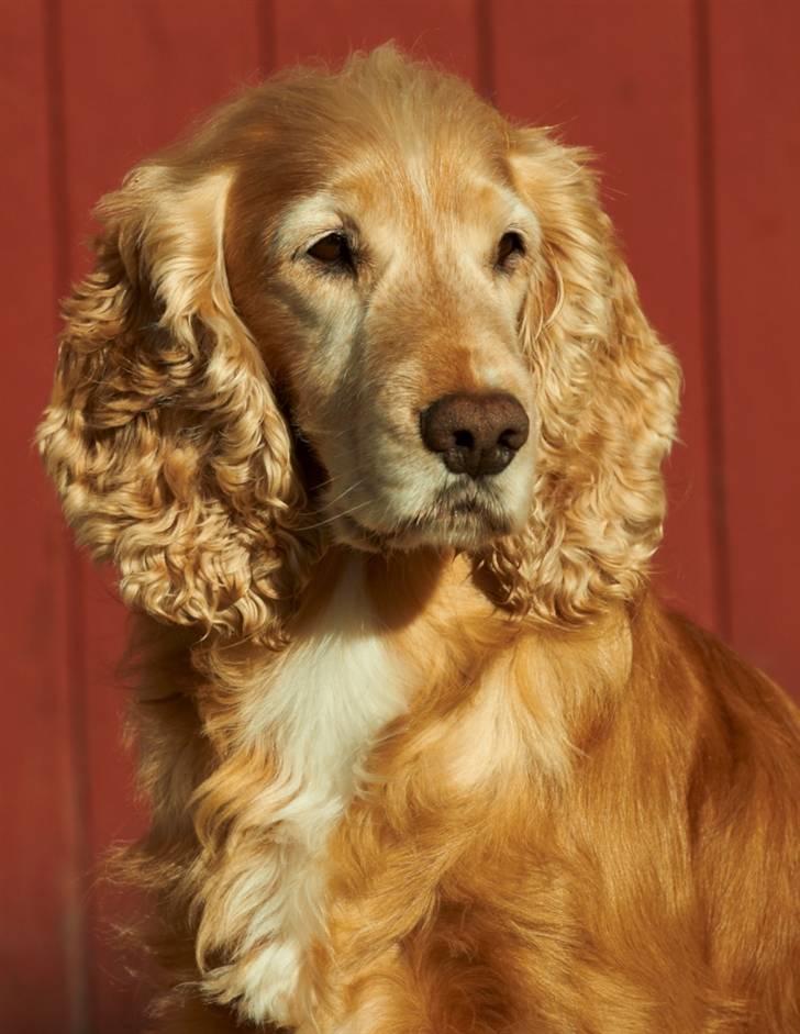 Cocker spaniel Janus - Janus oktober 2010 billede 2