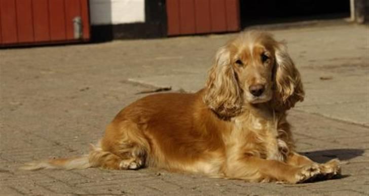 Cocker spaniel Janus - Søde Janus billede 3