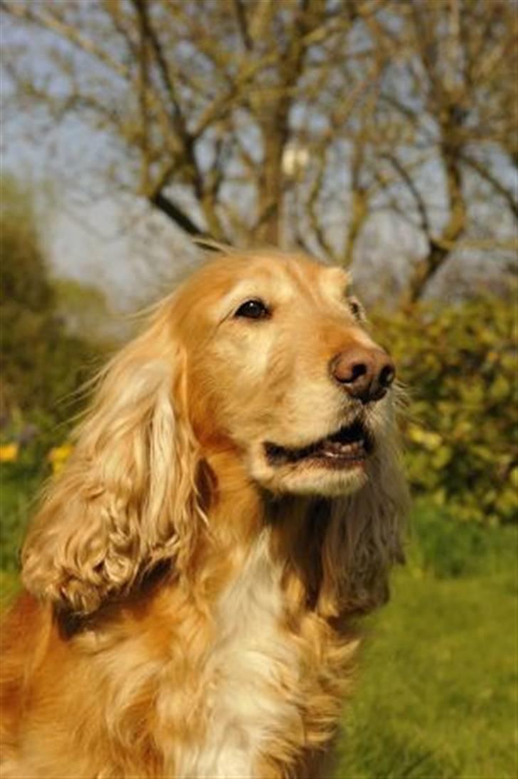 Cocker spaniel Janus - Han er da fantastisk :o) billede 4