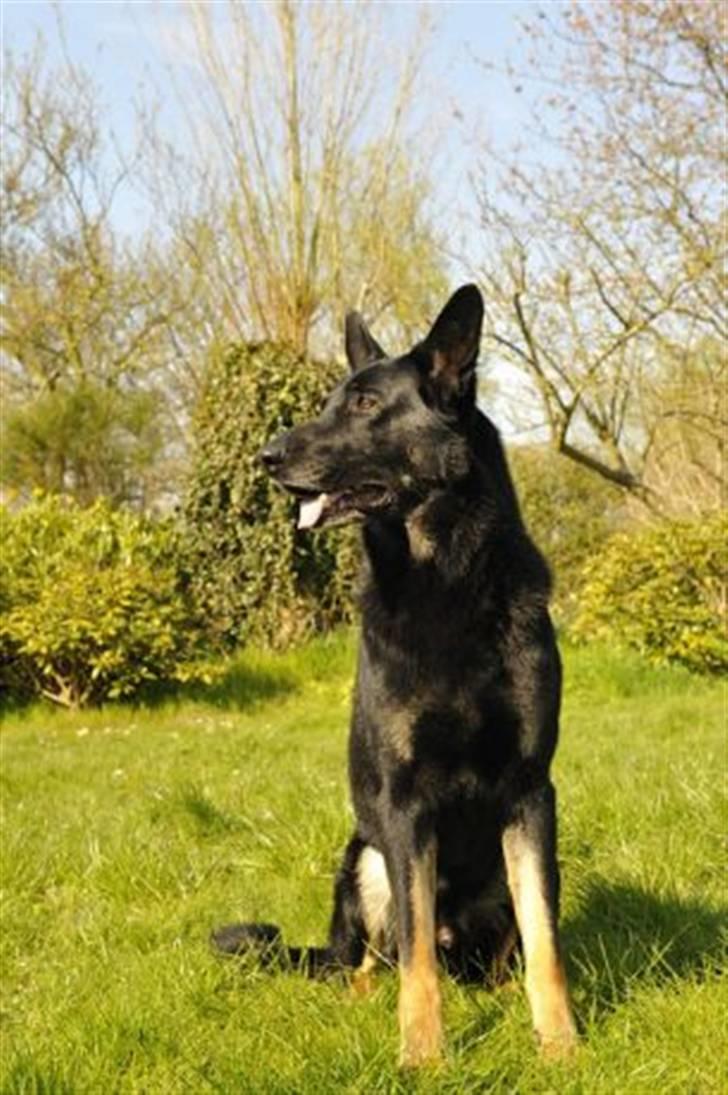 Schæferhund Nico af Skovvang - Smukke Nico billede 1