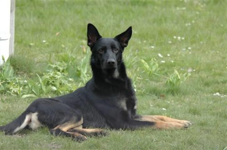 Schæferhund Nico af Skovvang - Når han er træt begynder det ene øre at hænge lidt, skøre vovse  ;o) billede 2