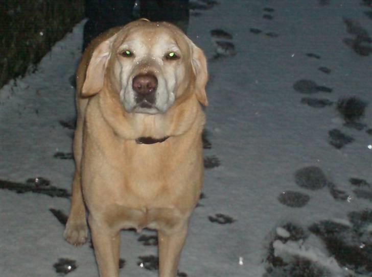 Labrador retriever Formel 1 | Zenta - Sneén kommer lige ind på din smukke snude<3 billede 10