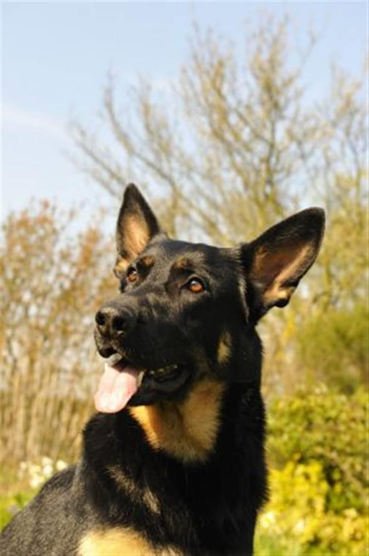 Schæferhund Rex af Skovvang - Rex er altid rar og venlig billede 2