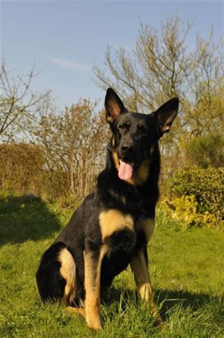 Schæferhund Rex af Skovvang - Skønne Rex, er lige så dejlig som han ser ud :o) billede 3