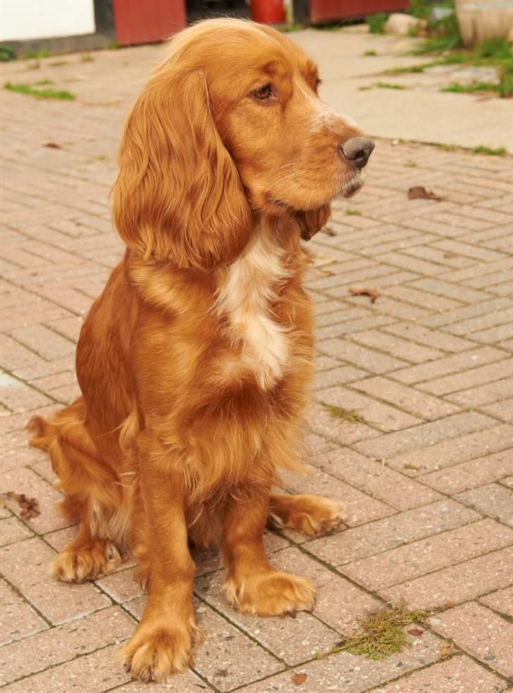 Cocker spaniel Sussi - Sussi oktober 2010 billede 1