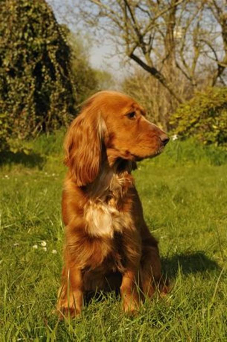 Cocker spaniel Sussi - Smukke Sussi pigen billede 2