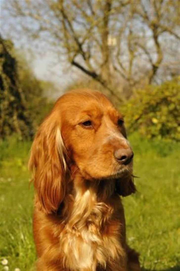 Cocker spaniel Sussi - Sussi musen billede 3