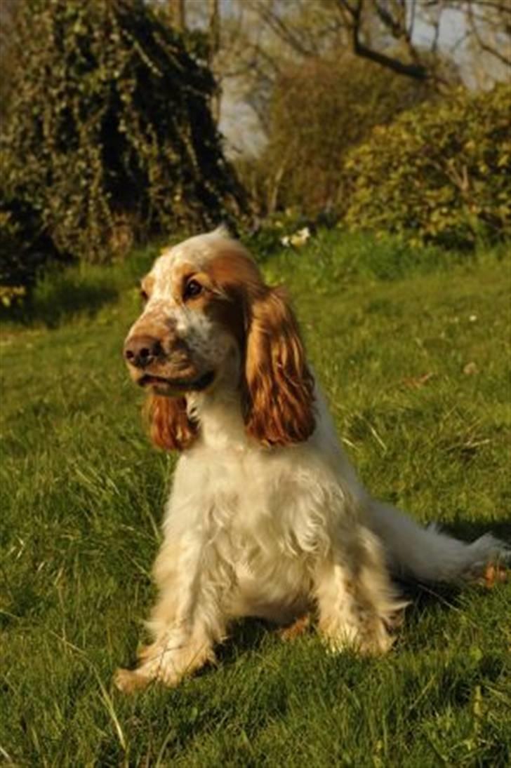 Cocker spaniel Nuggi - Han er da skøn billede 1
