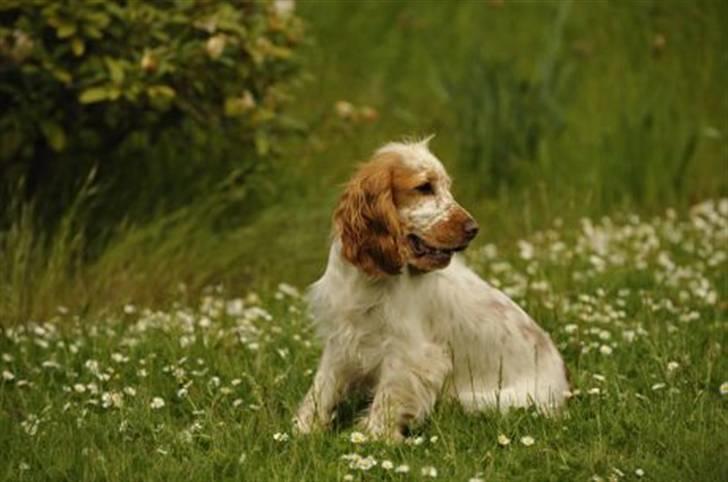 Cocker spaniel Nuggi - smukke Nuggi musen billede 2