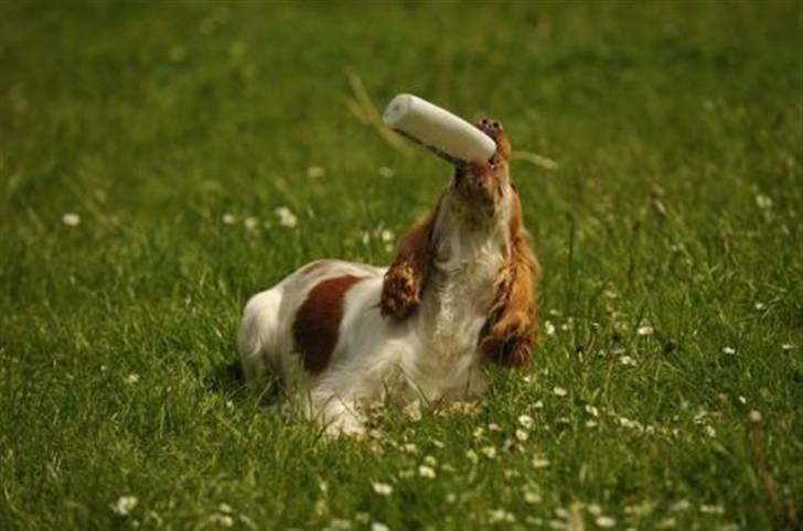Cocker spaniel Nuggi - Sjov og spas i luften :o) billede 3