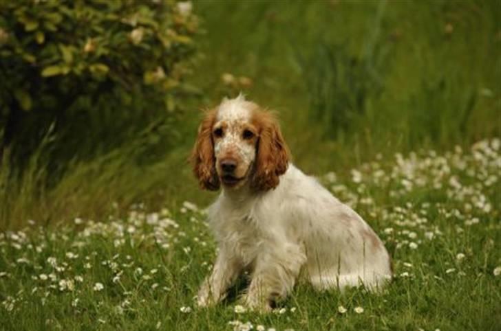 Cocker spaniel Nuggi - Hov hvorfor skal jeg bare sidde stille her billede 4