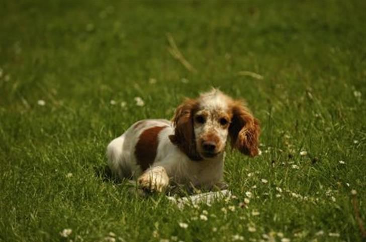 Cocker spaniel Nuggi - Klar til sjov og spas billede 5