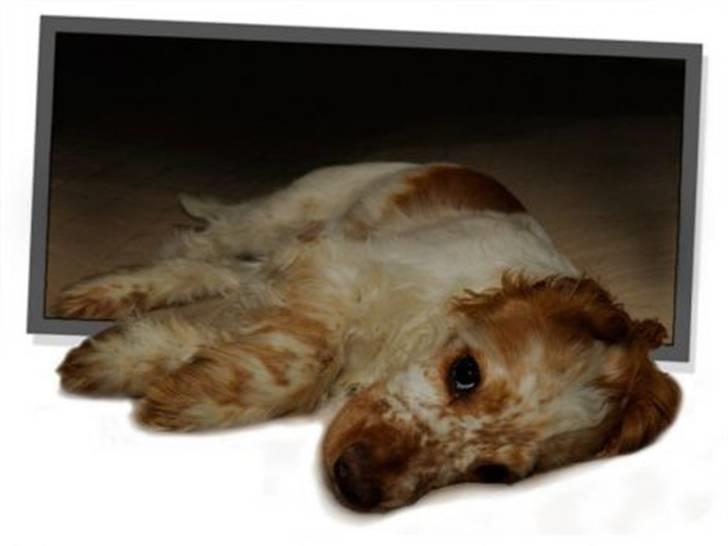 Cocker spaniel Nuggi - Nuggi ud af rammen billede 6