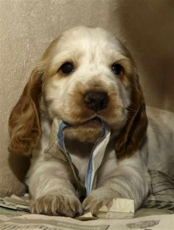 Cocker spaniel Nuggi - Nuggi som lille, "fræk" som altid med lidt avispapir i munden :o) billede 7